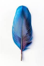 Plume Bleue