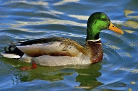 Canard