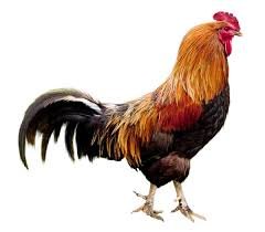 Coq