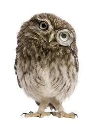 Hibou