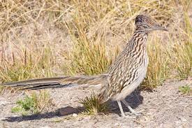 Road Runner